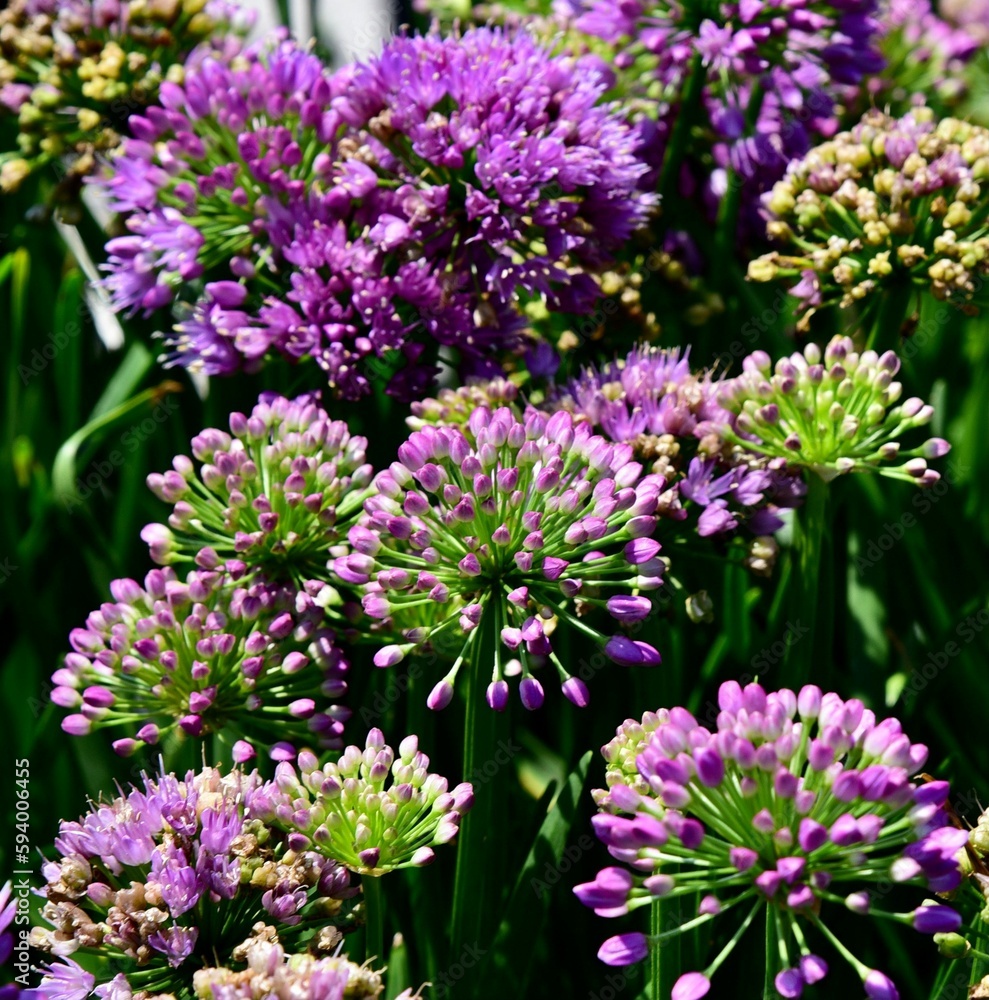 Closeup view of purple hybrid ornamental onion flowers in a garden in sunlight Closeup view of purple hybrid ornamental onion flowers in a garden in sunlight