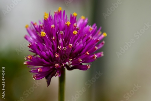 Closeup shot of a purple Gomphrena flower in a blurred background