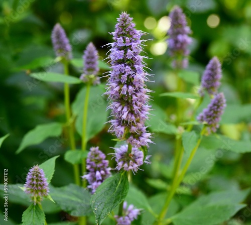 Agastache Blue Fortune flower in the garden photo