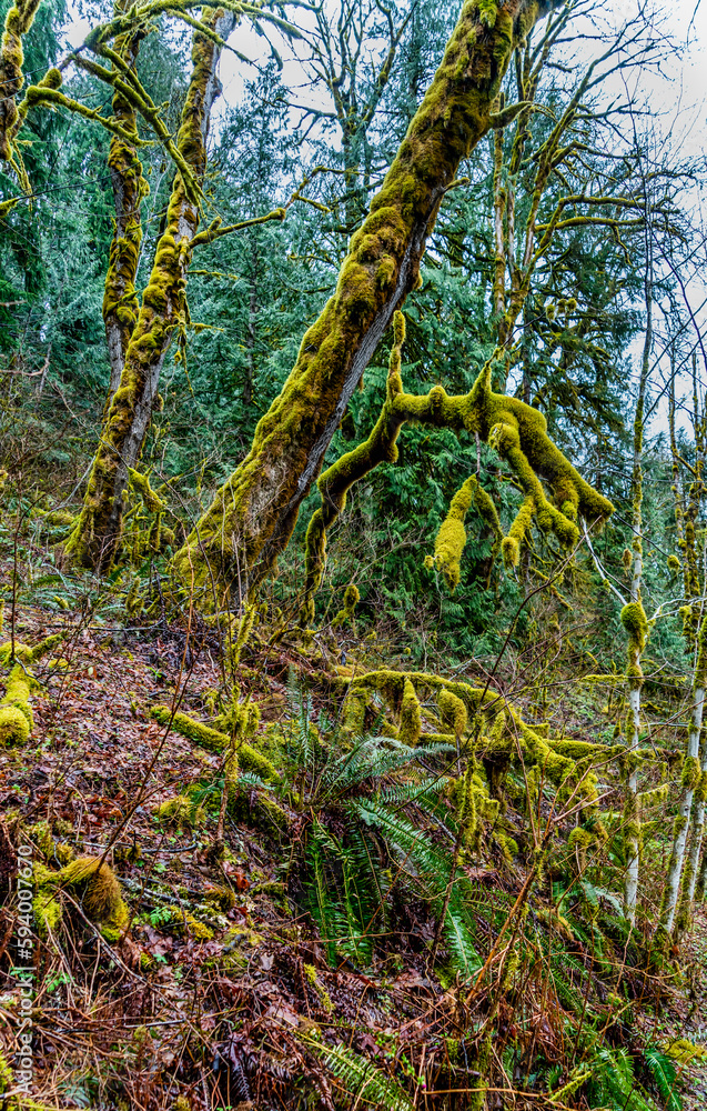 Obraz premium Mossy Tree Branches 3
