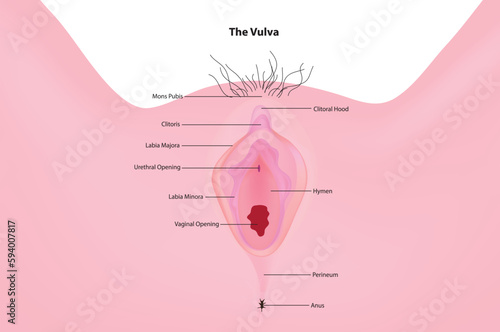 female external genitalia