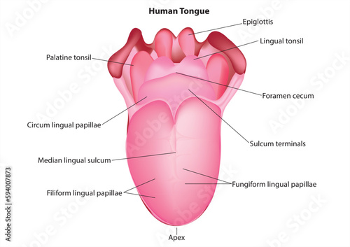 human tongue anatomy