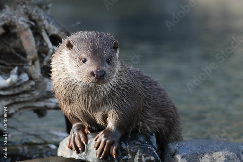 Otter perching on wet rock