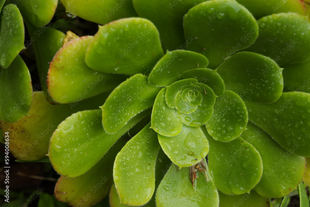 Fototapeta premium Photo of Crassulaceae macro with raindrops. Concept of wild plants.