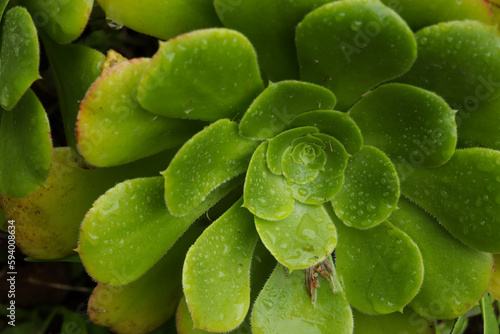 Photo of Crassulaceae macro with raindrops. Concept of wild plants.