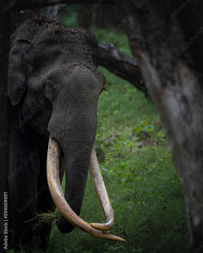 Obraz premium Elephant with long tusks strides through lush grass in a natural landscape featuring tall trees
