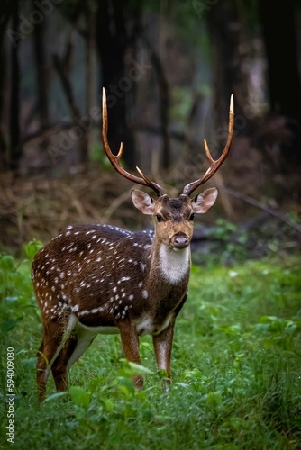 Young spotted deer standing in a forest setting, looking alertly into the distance