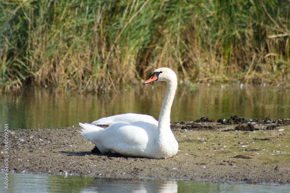 Closeup of white swan sitting with lake around Closeup of white swan sitting with lake around