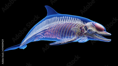 Photography 3D rendered illustration of a dolphin's internal organs