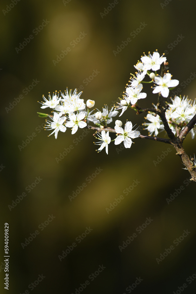 Blackthorn blossom in the nature reserve of Breney Common Cornwall Blackthorn blossom in the nature reserve of Breney Common Cornwall