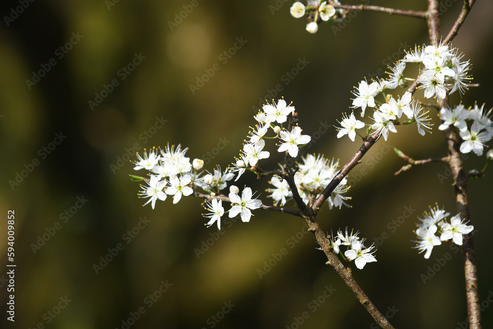 Blackthorn blossom in the nature reserve of Breney Common Cornwall Blackthorn blossom in the nature reserve of Breney Common Cornwall