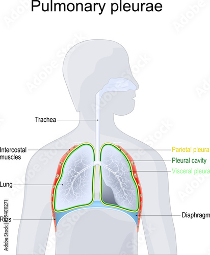 Pulmonary pleurae. lungs Anatomy