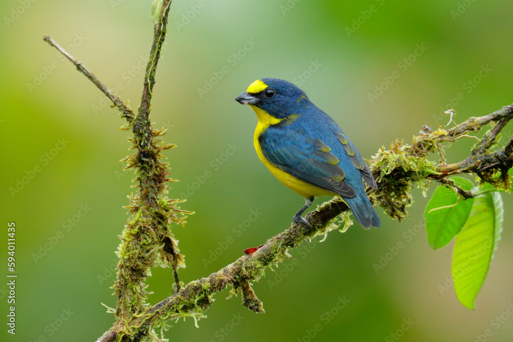 Fototapeta premium Yellow-throated Euphonia
