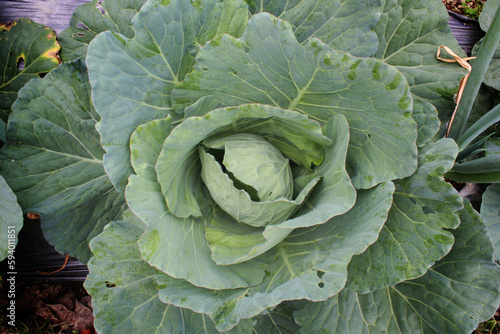 young cabbage plants top view in organic farming field