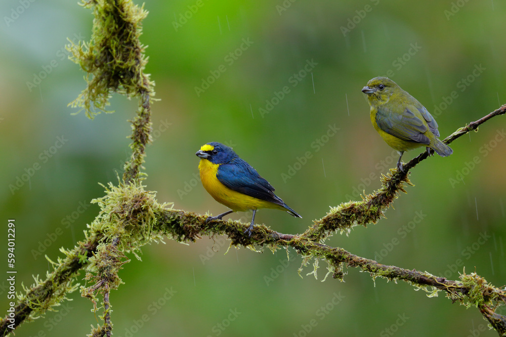 Yellow-throated Euphonia pair Yellow-throated Euphonia pair