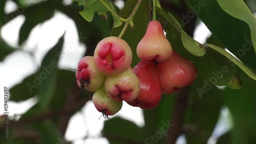 Syzygium aqueum (watery rose apple, water apple, bell fruit, jambu air) fruits on the tree. The fruit has a very mild and slightly sweet taste similar to apples, and a crisp watery texture. photo