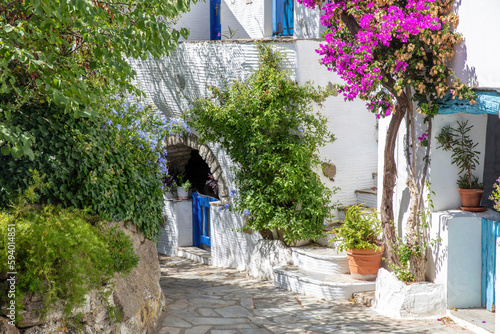 Fototapeta Naklejka Na Ścianę i Meble -  Tinos island Greece. Cycladic architecture at Volax village. Paved alley, pink bougainvillea