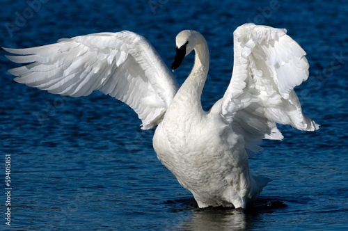 Photos Close-up of a graceful trumpeter swan with wide open wings on the lake