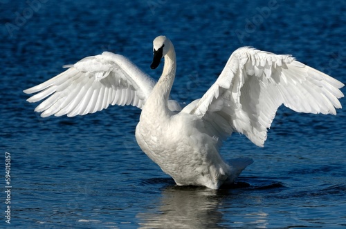 Close-up of a graceful trumpeter swan with wide open wings on the lake photo