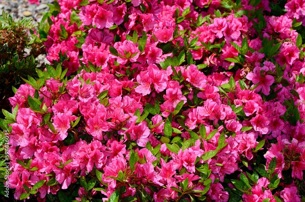Closeup of Rhododendron 'Renee Michelle' azalea