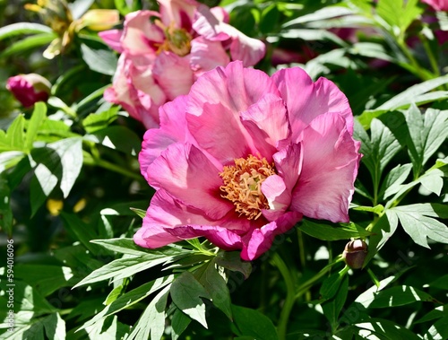 Closeup of a pink Garden Peony on a sunny day