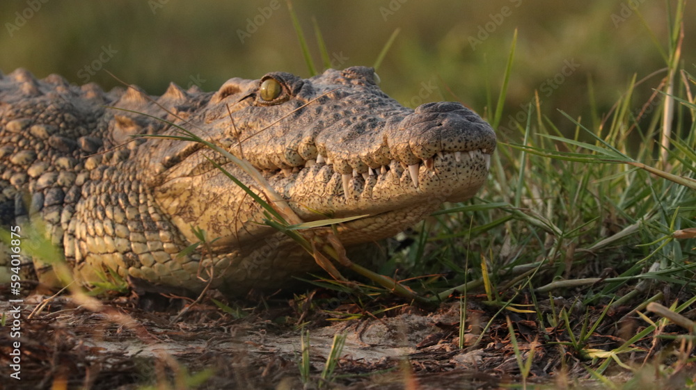 Fototapeta premium Crocodile in Africa - African Safari
