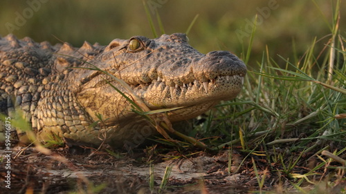 Crocodile in Africa - African Safari