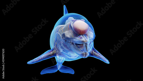 3D rendered illustration of a dolphin's internal organs