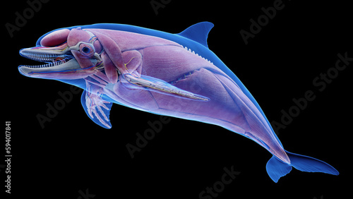 3D rendered illustration of a dolphin's muscular system © Sebastian Kaulitzki