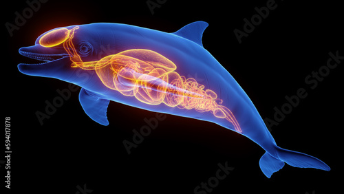 3D rendered illustration of a dolphin's internal organs