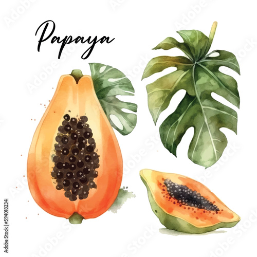 Hand drawn watercolor painting on white background. Vector illustration of fruit papaya