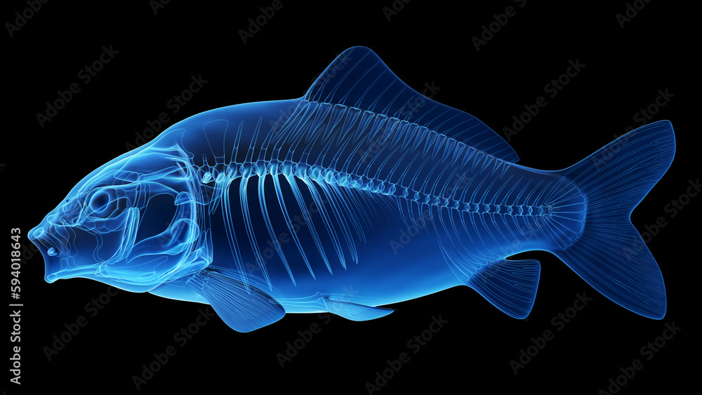 Fototapeta premium 3d illustration of the skeleton of a fish