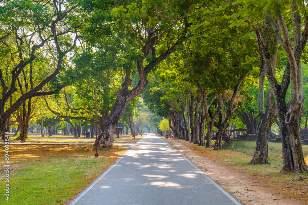 Small asphalt road, walkway through the old trees  in the ancient city, Sukhothai Historical Park, Thailand