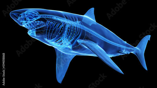 3d illustration of a great white shark s skeletal system