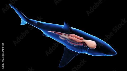 3d illustration of a great white shark's internal organs