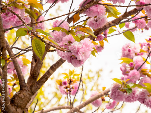 selective focus of a Prunus serrulata "Kanzan" (Japanese Flowering Cherry) with pink flowers in spring with blurred background