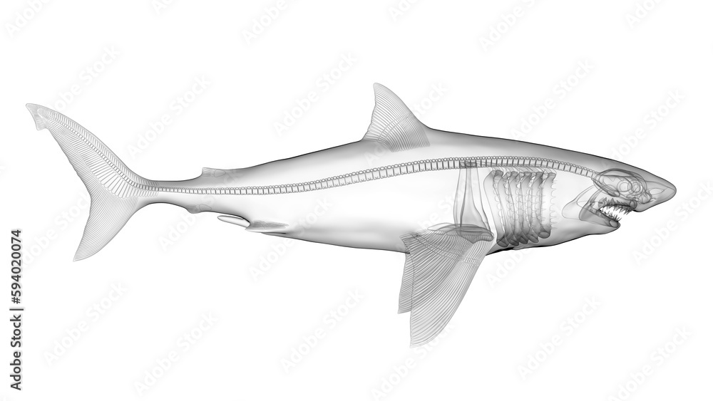Naklejka premium 3d illustration of a great white shark's skeletal system
