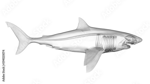3d illustration of a great white shark s skeletal system