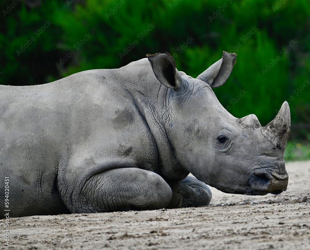 Obraz premium rhinocéros au repos 
