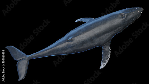 3d illustration of a humpback whale