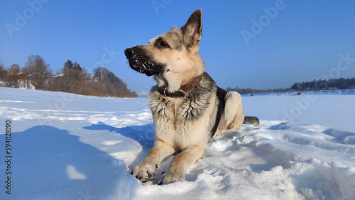 Dog German Shepherd on a big field in a winter day and white snow arround. Waiting eastern European dog veo