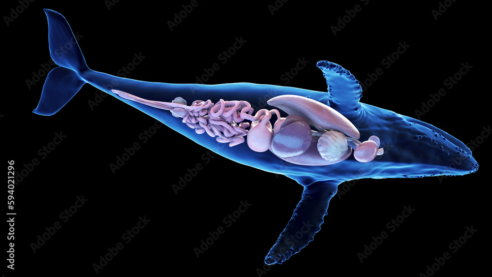 3d illustration of a humpback whale's internal organs