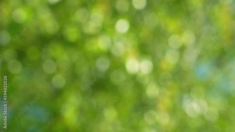 Beautiful 4k stock abstract natural bokeh video background. Defocused blurry sunny foliage of green trees isolated on clear sky background