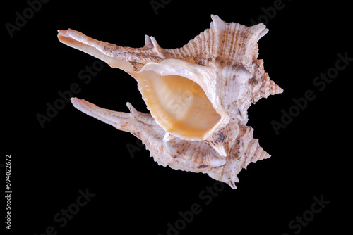 Bolinus sea snail or rock snail or murex snail, marine gastropod mollusk shell in the family Muricidae. Isolated on Black background mirror reflection macrophotography high quality close up view.  photo