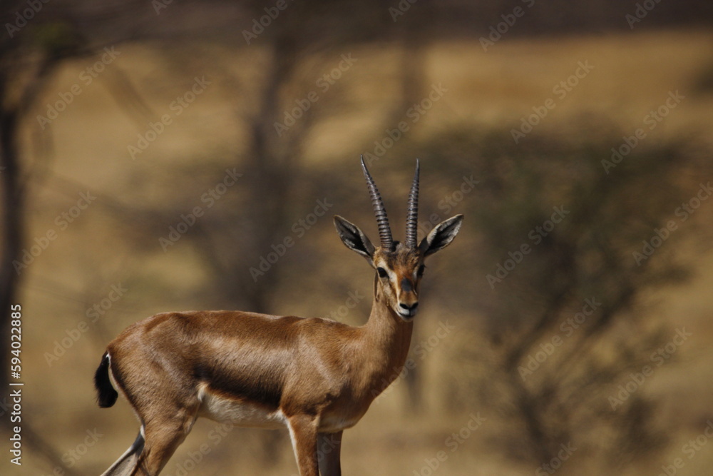 Naklejka premium Beautiful Chinkara animal at mayureshwar wildlife sanctuary. Wall mounting of rare animal Chinkara found in Indian subcontinent. Wildlife photography of Chinkara for exhibition. Background.