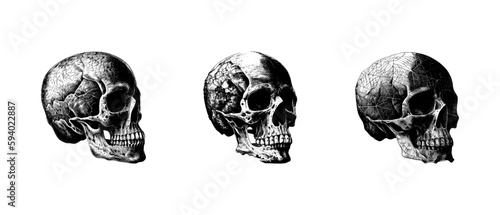 Engraved drawing of a human skull. The human skull is drawn in pencil on an isolated background. Medicine. Investigation. Black and white style. Ideal for postcard, book, poster, banner. Vector set