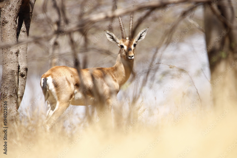 Obraz premium Beautiful Chinkara animal at mayureshwar wildlife sanctuary. Wall mounting of rare animal Chinkara found in Indian subcontinent. Wildlife photography of Chinkara for exhibition. Background.