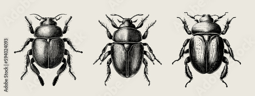 Pencil set of large black beetles on an isolated background. Engraved drawing. Black and white style. Aquatic beetle. Ideal for postcard, book, poster, banner, menu. Vector illustration