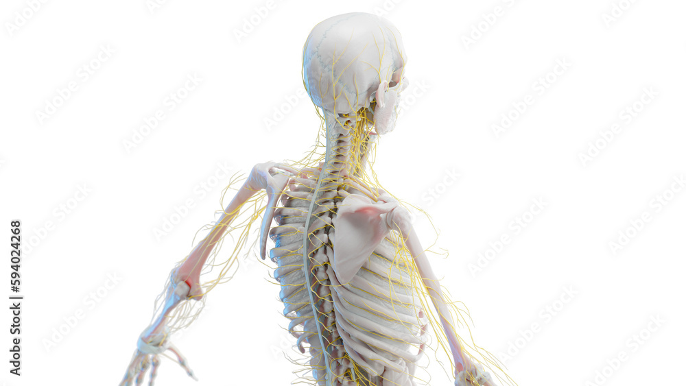 3d illustration of man's nerves 3d illustration of man's nerves