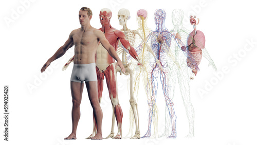 3d rendered illustration of a man's organ systems